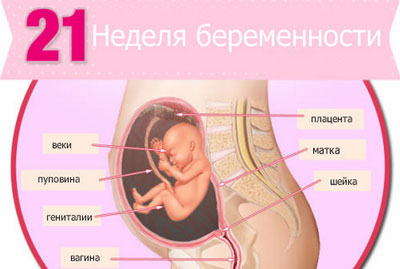 Флюорография и беременность