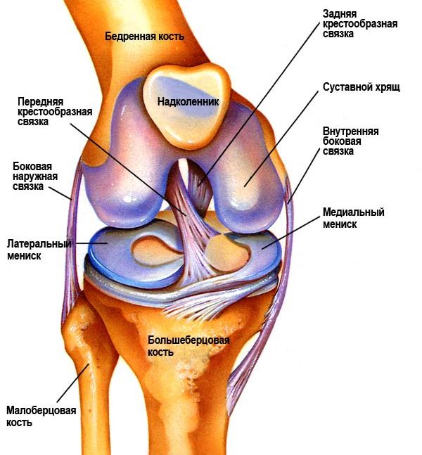 Что такое мениск коленного сустава и где он находится?