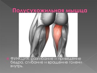 Основные функции полусухожильной мышцы