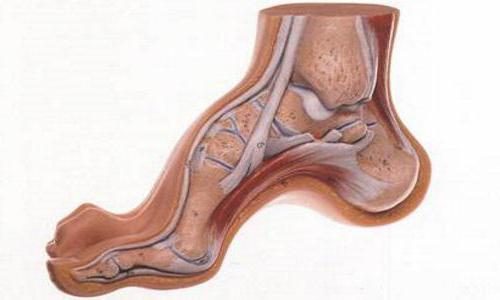 Проявление и методы лечения конской стопы у человека