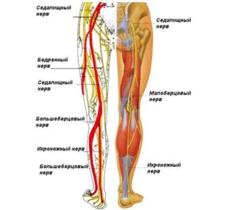 Анатомия бедра: костное строение, фасции, связки, мышцы, нервы, кровеносные и лимфатические сосуды.
