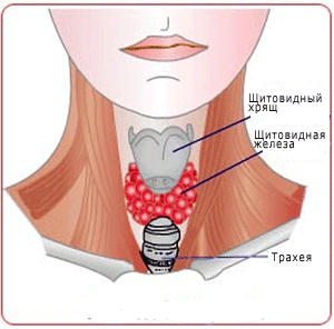 Дистрофия и атрофия щитовидной железы у взрослых