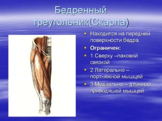 Анатомия бедра: костное строение, фасции, связки, мышцы, нервы, кровеносные и лимфатические сосуды.
