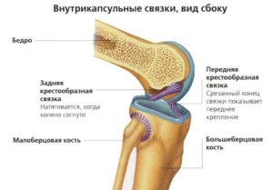 Связки надколенника и колена:  собственная, дугообразная, передняя и задняя крестообразные