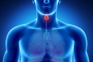 Влияние щитовидной железы на артериальное давление