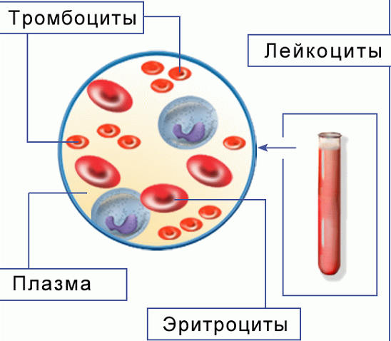 Лабораторная диагностика и белок в крови: норма и причины отклонений