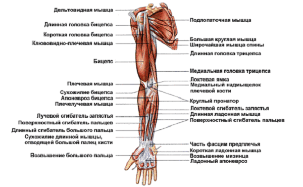 Атрофия мышц руки: причины, диагностика