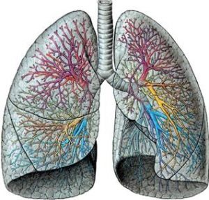 Образование в лёгких бронхоэктазов: особенности патологии, диагностика