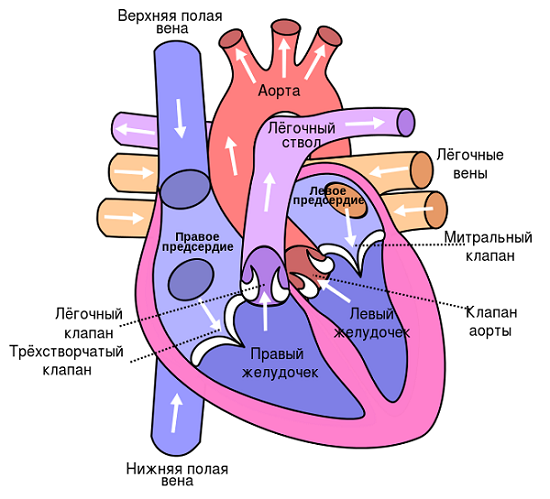 Кардиомиопатии и атрофия сердечной мышцы